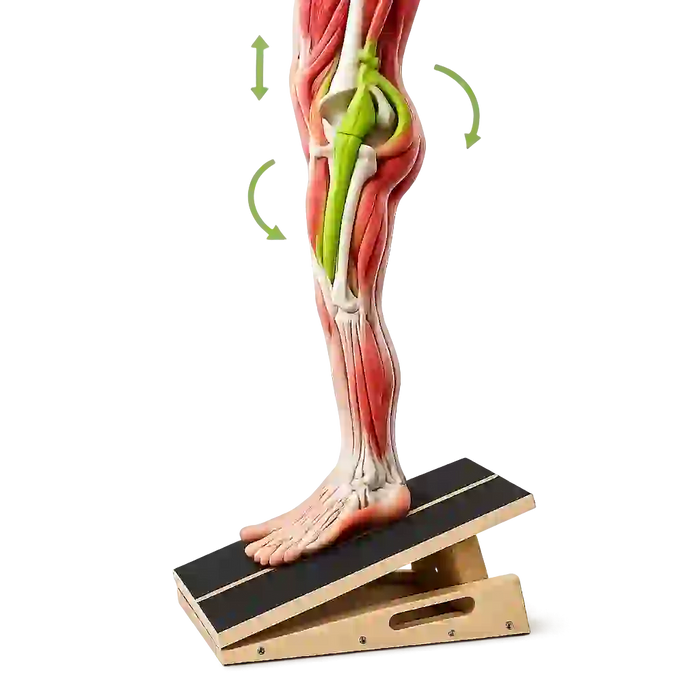 Support Healthier Hips & Lower Back